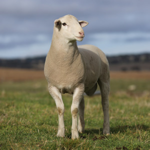 whitesuffolk.com.au