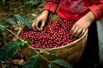 $20 per Kilo Fresh Roasted Coffee Including New Brazilian Bootleg Blend Shipping Capped @ $14.95 @ Manna Beans