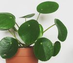 Win Monstera Adansonii + Pot from Folia House Nursery (Must Be Collected from Melbourne, Vic)