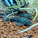 Gold Spot Bristlenose Pleco $14.00 Each + $14 Express Postage ($0 SYD C&C) @ Sydney Aquascapes