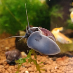 Purple Mystery Snails $12 Each + $11.00 Postage ($0 SYD C&C) @ Sydney Aquascapes