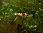 Crystal Red Shrimp (Aquarium Cleaner) $15 ($20 normally) Each + $14 Express Postage ($0 SYD C&C) @ Sydney Aquascapes