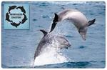 3 HOUR Dolphin and Seal Swim and Tour for $49 - includes snorkelling gear - Scoopon (VIC)