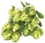 Home Brew Nelson Sauvin Whole Hops 100g $5 + Shipping @ The Yeast Platform