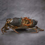 [NSW] Live Aus Mud Crab Male A-Grade $43.33/kg, Baby Crab $10.95/kg, $9 SYD Del, $40 Min, Free Tuna w/ Every $50 Spent @ Fishme