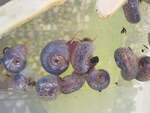 Blue Ram Horn Aquarium Snail (Aquarium Cleaner) $6.99 Each + $3 Postage ($12 Express, $0 SYD C&C) @ Sydney Aquascapes