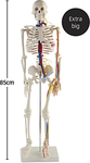 Aldi: Human Skeleton Model 85cm (33.5 inches) $49.99