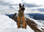 Win an Adventure Dog Gear Bundle from Ray Allen Manufacturing