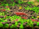 Red Cherry Shrimp (Aquarium Cleaner) $5 Each + $14 Express Postage ($0 SYD C&C) @ Sydney Aquascapes