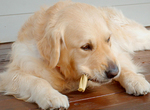 Pick up Your Free Sample of SUPERCOAT Dental Chews NSW & VIC Only Limited Locations & Dates