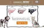Win 1 of 3 Prizes of Designer Dog Outfit (Even Cats Enjoy Wearing) Worth US$39 from Palm Paw