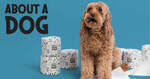 Win 1 of 5 Year's Supply of 100% Recycled Toilet Paper from about A Dog