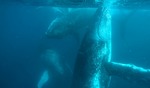 Win a Humpback Whale Swim Experience for 2 Worth $298 from Australian Traveller