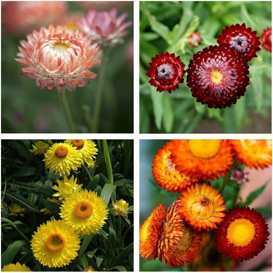 Strawflower Seed Pack (4 Varieties) Australia Natives + White ...