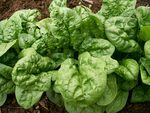 25% off Bloomsdale Spinach 1g (95) Seeds $1.88 + $1.50 Postage @ River Duck Farm