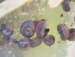 Blue Ram Horn Aquarium Snail (Aquarium Cleaner) $4.99 Each + $3 Postage ($14 Express, $0 SYD C&C) @ Sydney Aquascapes