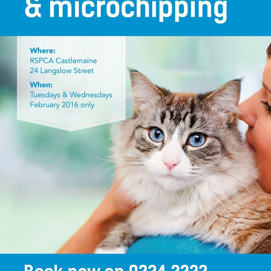 Free Cat Desexing & Microchipping from RSPCA (Mt. Alexander VIC ...