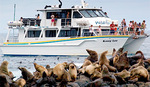 $35 -- Phillip Island Wildlife Cruise w/Extras, 56% Off [VIC]