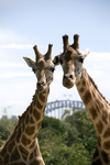 2 for 1 Offer on Taronga Zoo / Western Plains Zoo Tickets for Qantas Frequent Flyer Members