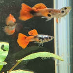 Tuxedo Red Guppy $11 Each (Normally $20) + $14 Postage @ Sydney Aquascapes