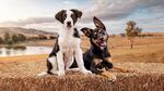 ABC Iview - Free to Stream - Muster Dogs