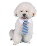 Adjustable Dog Cat Pet Tie + Collar US $1.18 (AU $1.50) Delivered @ AliExpress