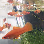 Baby Swordtail Fish $3 + $14 Postage Express ($0 SYD C&C) @ Sydney Aquascapes