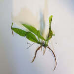 Small Assorted Java Fern $3 + $4 Postage ($0 SYD C&C) @ Sydney Aquascapes