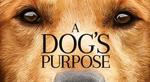 Win 1 of 25 Double Passes to See A Dog's Purpose from Visa Entertainment