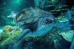 [VIC] Free Entry Ticket for Teachers Sat 18 May (& $15 Entry for up to 2 Guests), Booking Preferred @ Melbourne Aquarium