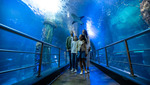 [VIC] One Free Ticket for Dad with a Child Aged 3-15 or Adult Ticket (Online Booking Required) @ Sealife Melbourne Aquarium