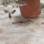 Baby Blue/Green Texas Cichlid $12 + $14 Express Postage ($0 SYD C&C) @ Sydney Aquascapes