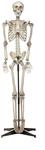 Mr Skully 1.5m Tall Skeleton $60 (Was $99) @ Cotton on (+ Free Shipping)