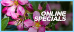 GardenExpress - Bulbs 75 Freesia $9, 20 Jonquil Erlcheer $9, 100 Ranunculi $9 + $9.50 Delivery