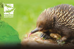 Buy One Get One Free Entry to Healesville Sanctuary, VIC (RACV Membership Required - Save Up To $32.50)