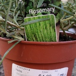 Ikea Rhodes NSW Rosemary Herb $1.99 Per Pot