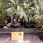 $5 Assorted Palms at Coles The Glen VIC