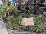 [NSW] Overgrown Tomato and Kale Seedlings $2.35 Each @ Bunnings, Gladesville