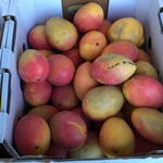 [VIC] $15 Bulk Calypso Mango - Box Sales @ Market Place Fresh Highpoint