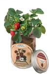 'Boutique Garden' Mason Jar Growing Kits Strawberry Or Lavender $3.29 + Delivery (Free With Club Catch) @ Catch