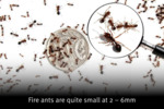 [QLD] Free Fire Ant Bait Treatments for Ipswich Residents  @ Department of Agriculture and Fisheries, Queensland Government