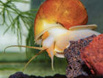 Baby Mystery Snail Aquarium Snail (Aquarium Cleaner) $3.99 Each + $3 Postage ($14 Express, $0 SYD C&C) @ Sydney Aquascapes