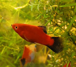Wagtail Platy $6 (Normally $11) + $14 Express Postage ($0 SYD C&C) @ Sydney Aquascapes