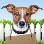 Win a $500 Joseph Lyddy Pet Indulgence Product Pack from Lifestyle.com.au