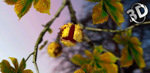 [Android] Autumn Leaves in HD Gyro 3D XL Parallax Wallpaper Free (Was $4.69) @ Google Play