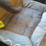Pet Bed with Sides 46x46x15 $4.50 Save $13.50 in Store at Taree Ritchie's IGA