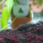 Young Gold Spot Bristlenose Pleco $12.00 Each + $13.99 Express Postage ($0 NSW C&C) @ Sydney Aquascapes