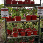 50% to 90% off Clearance Plants @ Flower Power (Prospect, NSW)