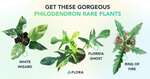 Win 1 of 3 Fall Rare Plants from Flora