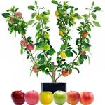 20% off Grafted "Fruit Salad" Trees + Delivery ($0 NSW C&C) @ Fruit Salad Trees